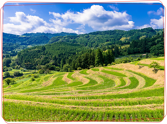 長狭平野の田畑